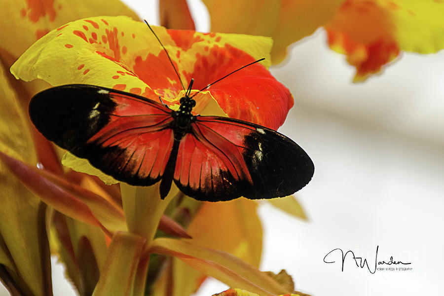 Butterfly Photograph - Orange and Black Butterfly by Norma Warden