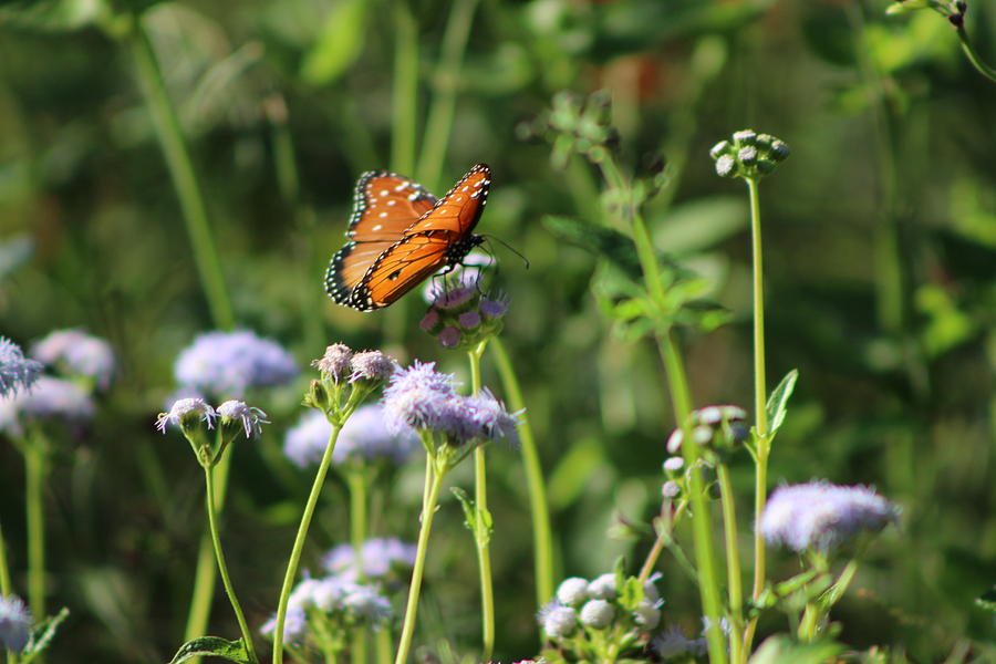 Orange and Black Butterfly on  Purple Flowers Photograph by Colleen Cornelius