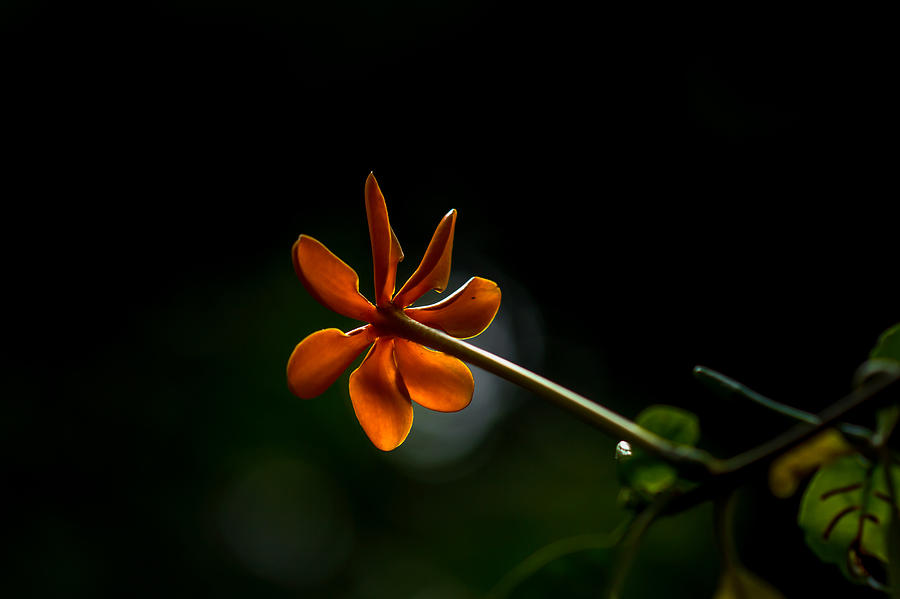 Orange And Black Photograph by Ramabhadran Thirupattur