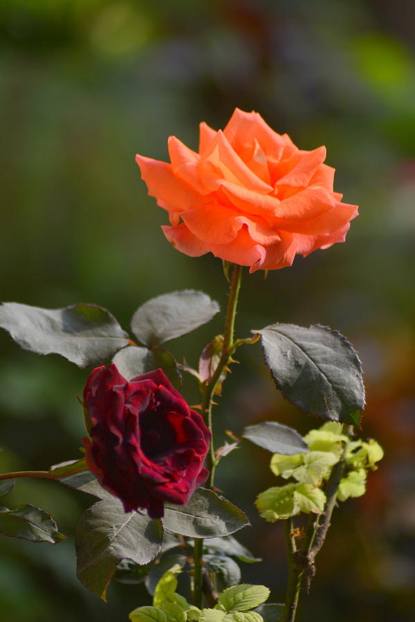 Orange and black rose Photograph by Salman Ravish