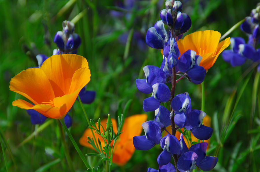 Poppy Photograph - Orange and Blue by Lynn Bauer