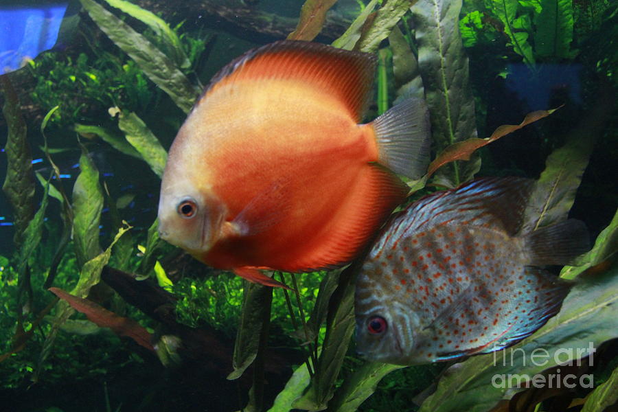 Orange and Blue Speckled Discus Photograph by Jennifer Bright Burr