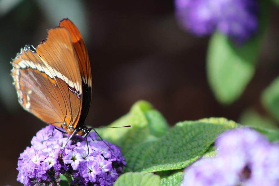 Orange and Brown Butterfly on Purple Photograph by Colleen Cornelius