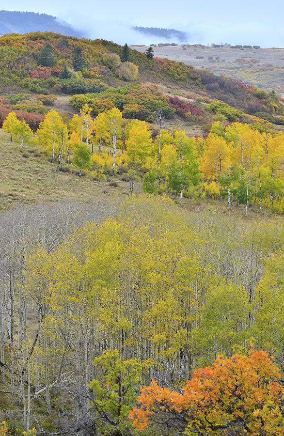 Orange and Gold Hillsides above Last Dollar Road Photograph by Ray Mathis