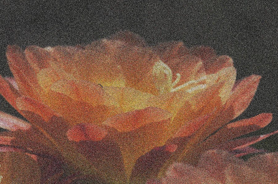 Orange And Gold Torch Cactus Bloom Photograph by Ana Gonzalez - Pixels