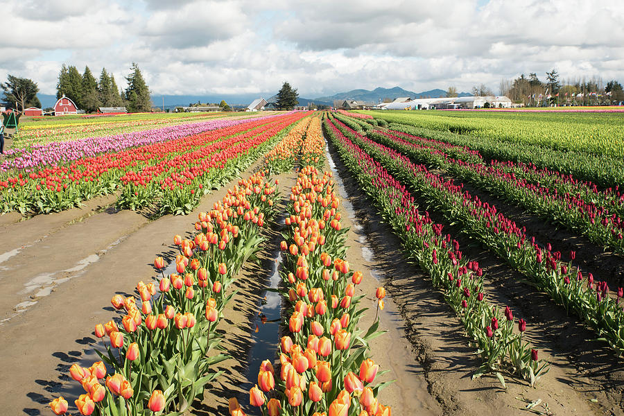 Orange and Gold Tulips and Gray Clouds Photograph by Tom Cochran