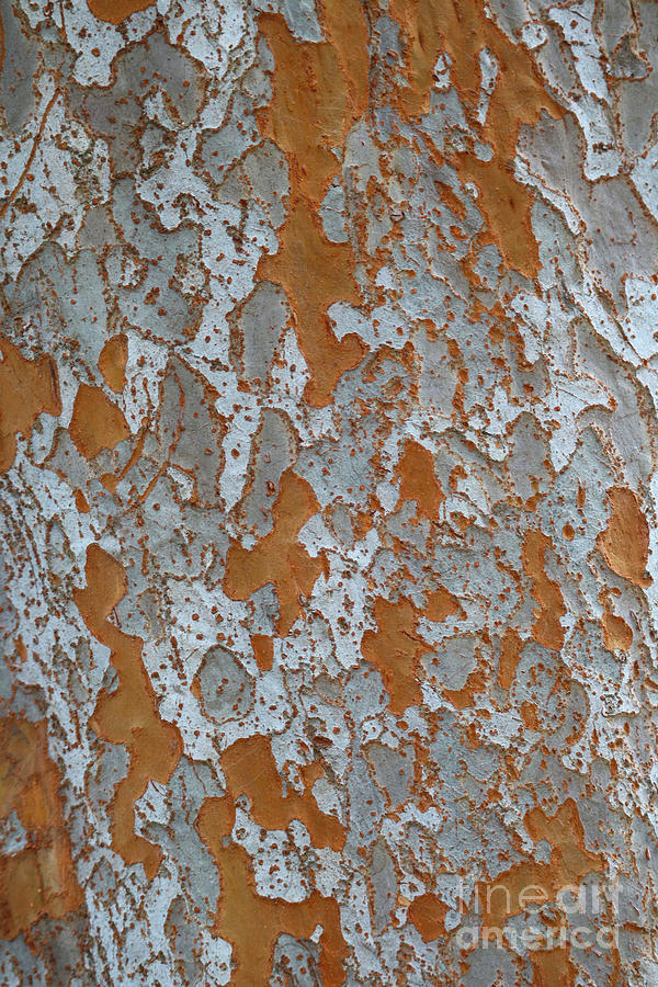 Orange and Gray Bark - Chinese Elm Tree Photograph by Carol Groenen