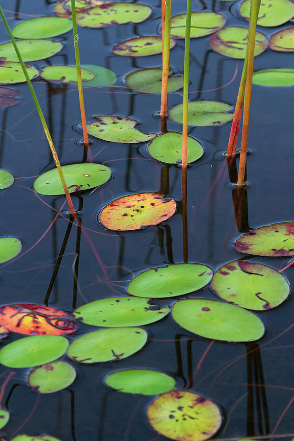 Orange and Green Water Lily Pads  Photograph by Juergen Roth