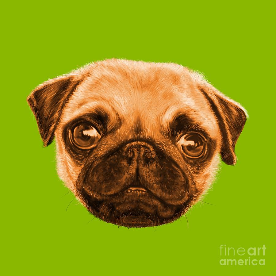 Kiwi pug