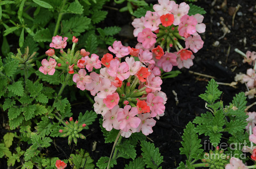 Orange And Peach Verbena Flowers In A Garden