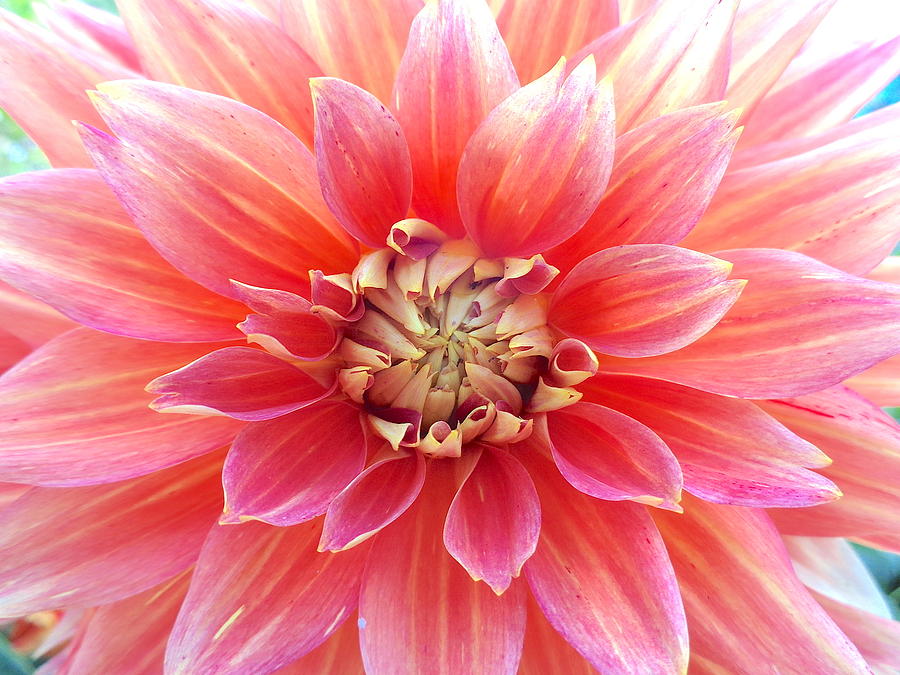 Summer Photograph - Orange And Pink Dahlia by Wendy Yee