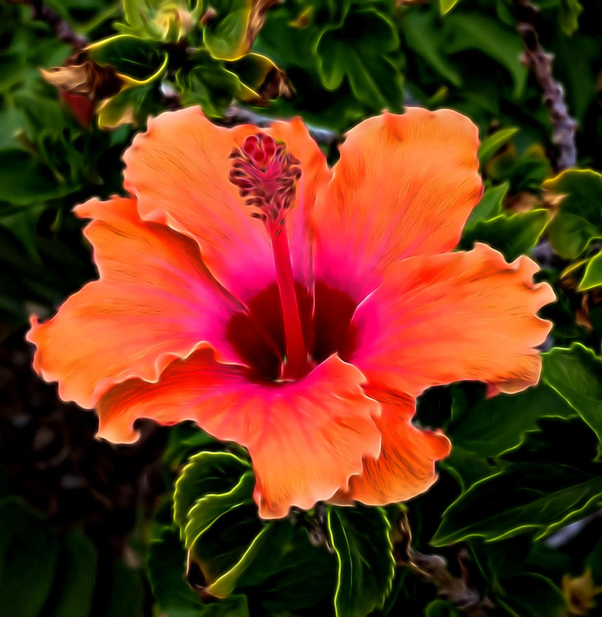 Orange and Pink Hibiscus 2 Mixed Media by Pamela Walton