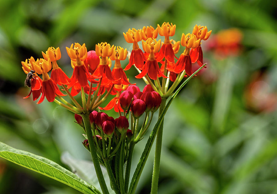 Orange and Red Flowers Photograph by Robert Ullmann