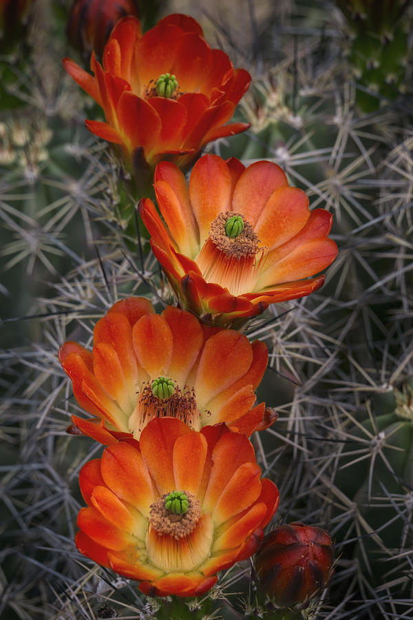 Orange and Red Hedgehog Cactus  Photograph by Saija Lehtonen