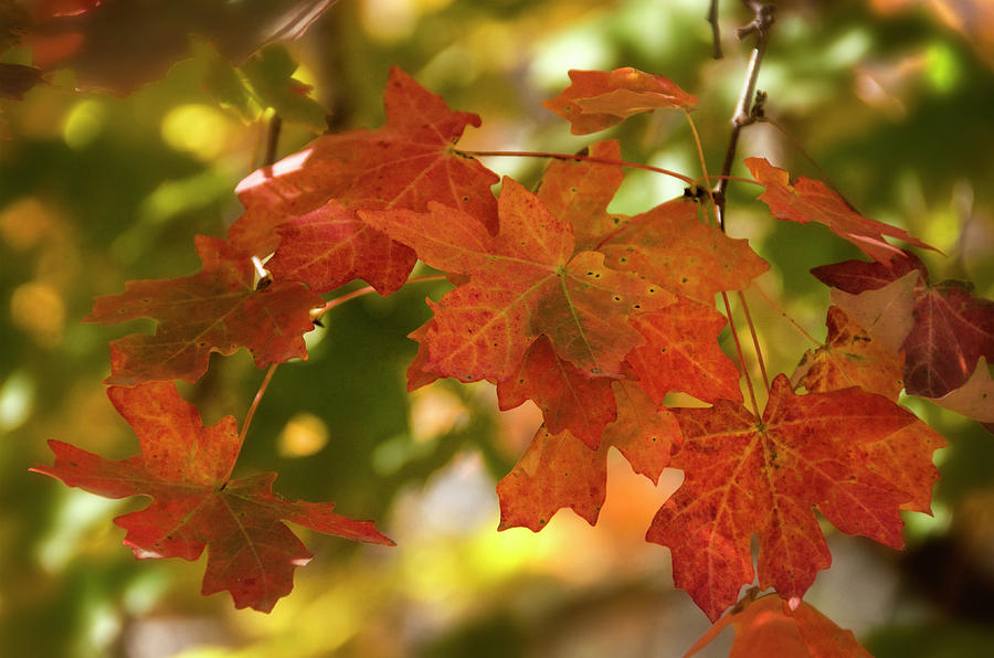 Orange and Red Maple Leaves  Photograph by Saija Lehtonen