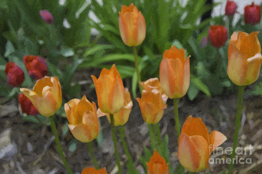 Orange and Red Tulips Digital Art by Donna L Munro