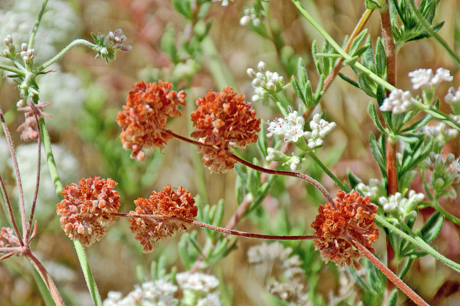 Orange and White Buckwheat along Mount Baldy Road, California Photograph by Ruth Hager
