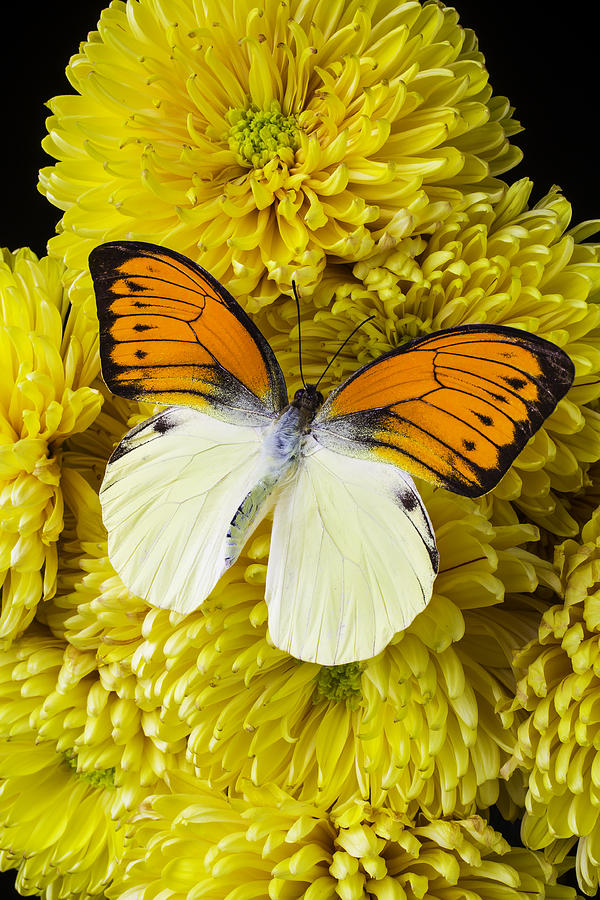 Orange And Yellow Butterfly Photograph by Garry Gay | Fine Art America