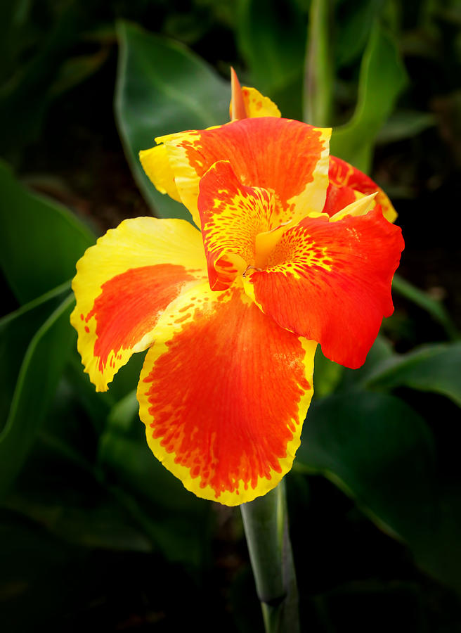 Orange and Yellow Canna Photograph by Carolyn Derstine