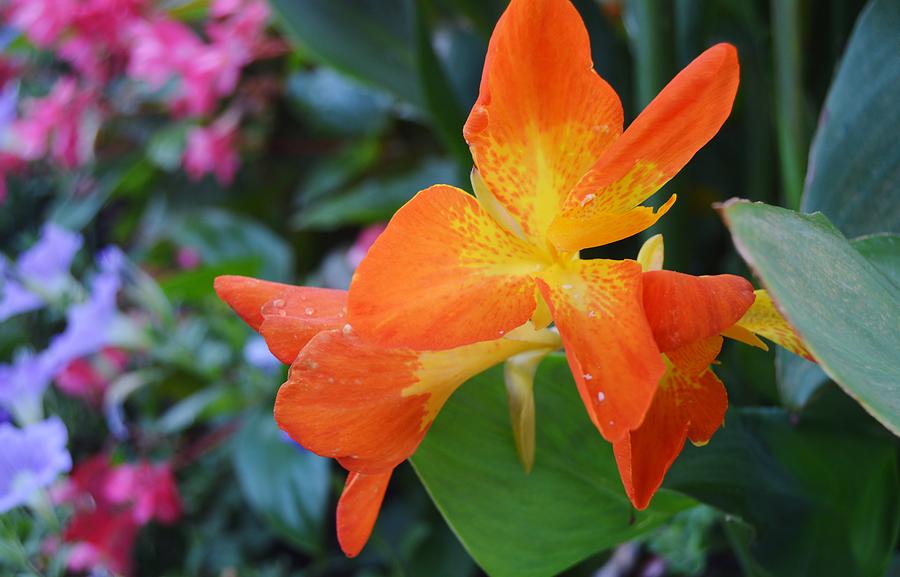Orange and Yellow Canna Lily 2  Photograph by Warren Thompson