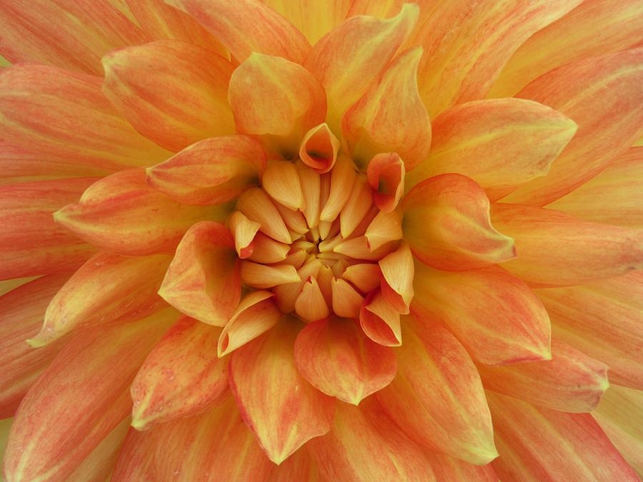 Orange and Yellow Dahlia Photograph by Lynne Miller - Pixels