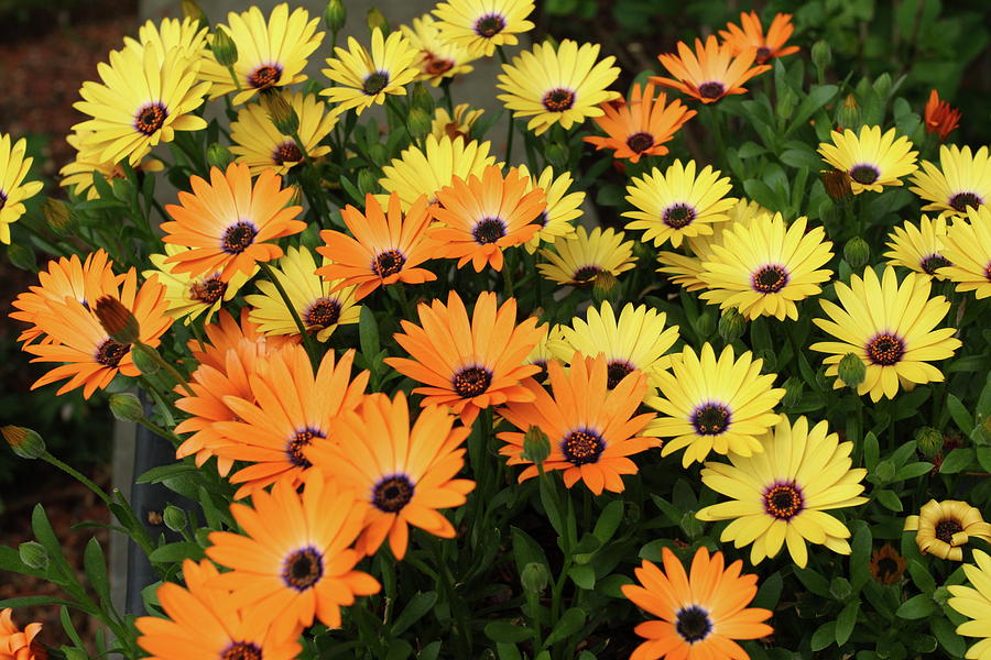 Orange and Yellow Daisies Photograph by Lou Ford