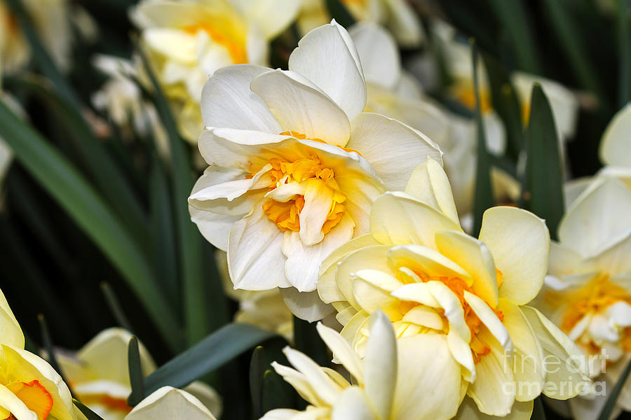 Orange and Yellow Double Daffodil Photograph by Louise Heusinkveld