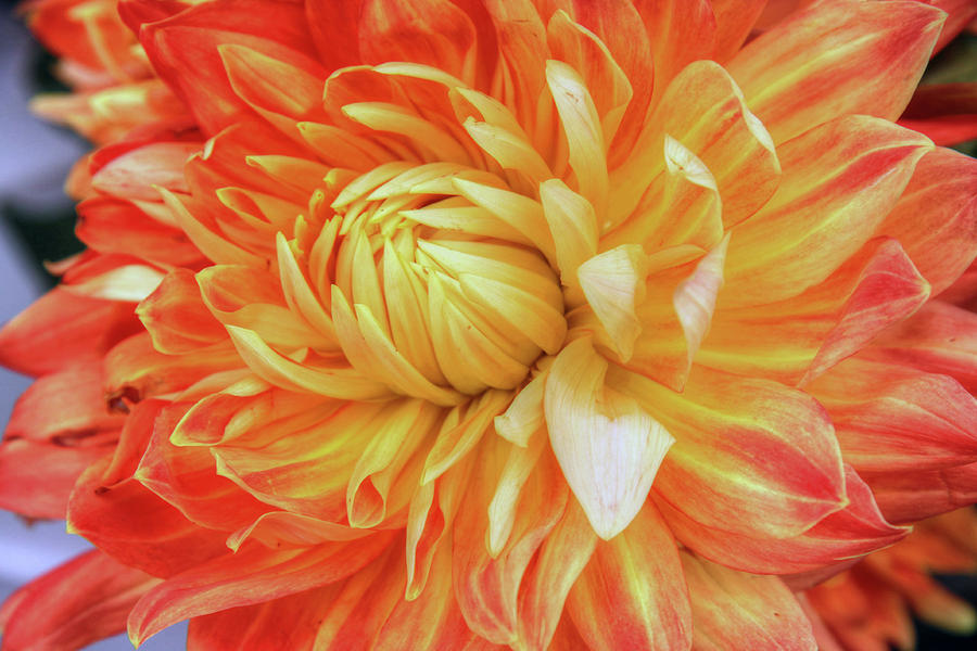 Orange And Yellow Flower Photograph