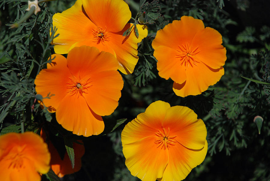 Flower Photograph - Orange and Yellow Flowers by Carol Eliassen