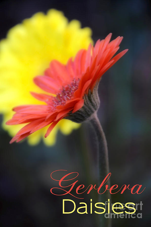 Orange and yellow gerbera daisy flowers  Photograph by Milleflore Images
