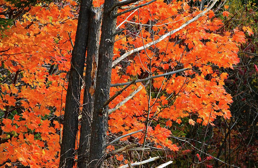 Orange And Yellow Leaves Behind The Trees  Photograph by Lyle Crump