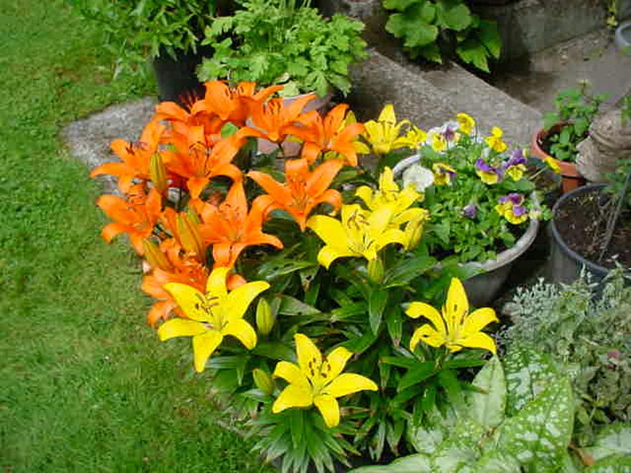Orange And Yellow Lilies Photograph by Jay Milo