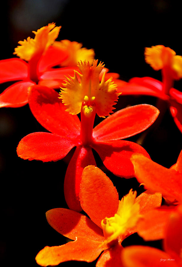 Orchid Photograph - Orange and Yellow Orchid by George Bostian
