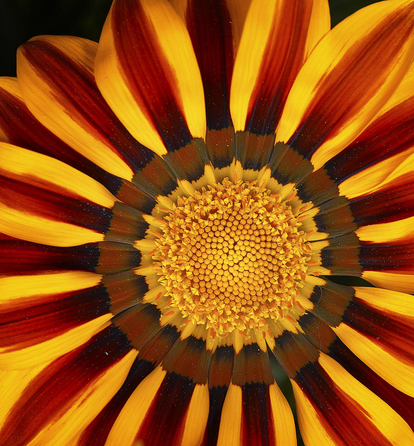 Orange and Yellow Over and Over Digital Art by Dick Pratt