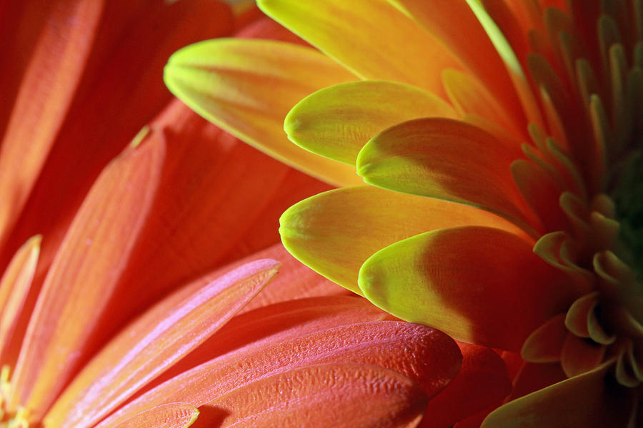 Orange and Yellow Petals Photograph by Angela Murdock