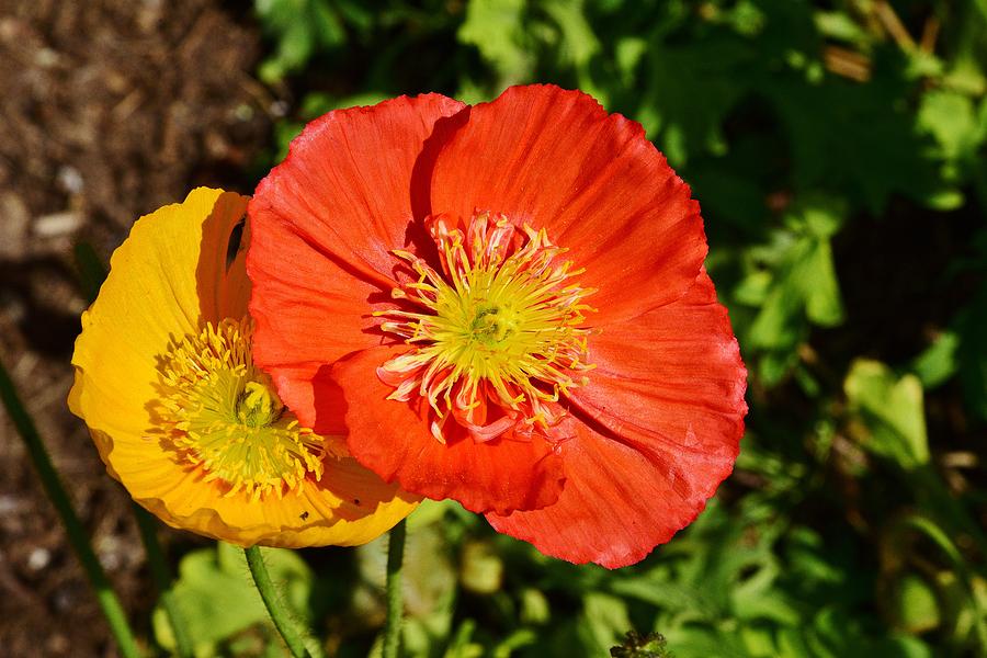 Orange and Yellow Poppies 1 Photograph by Linda Brody