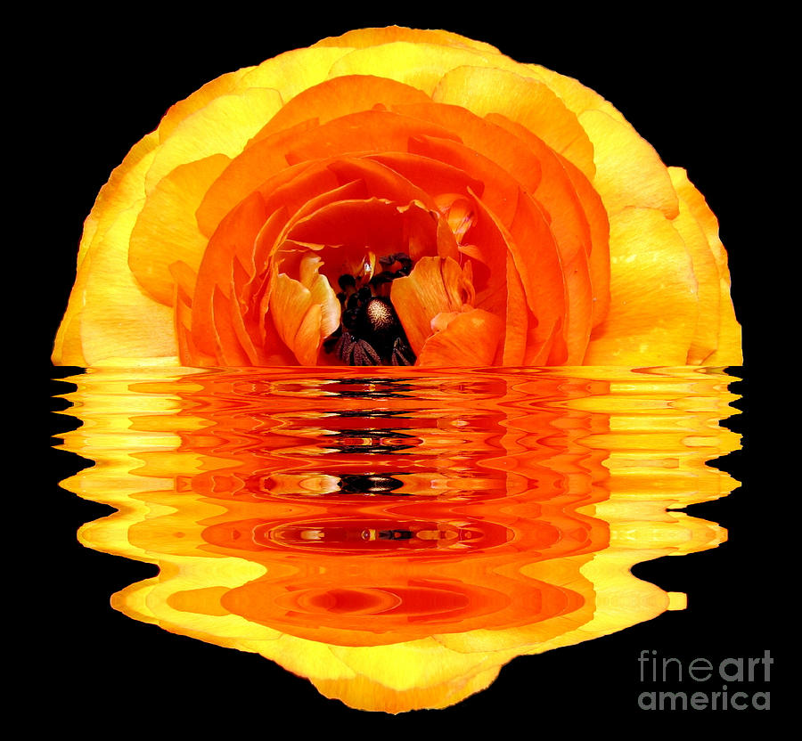 Orange and Yellow Ranunculus Flower in Water Photograph by Rose Santuci-Sofranko
