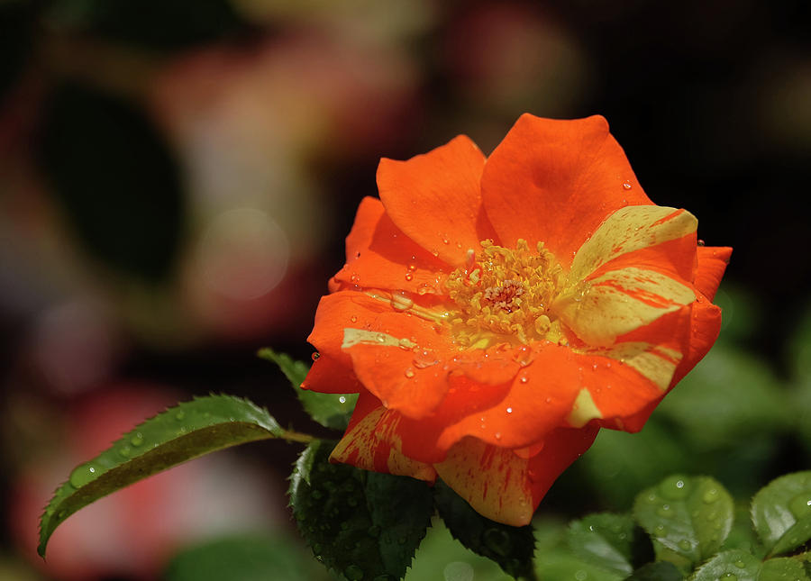Orange and Yellow Wild Rose Photograph by Ronda Ryan