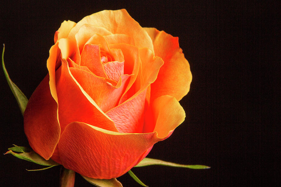 Orange and Yellow Rose 5534.02 Photograph by M K Miller