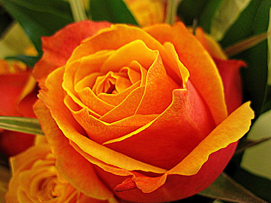 Flower Digital Art - Orange and Yellow Rose by Bonita Brandt