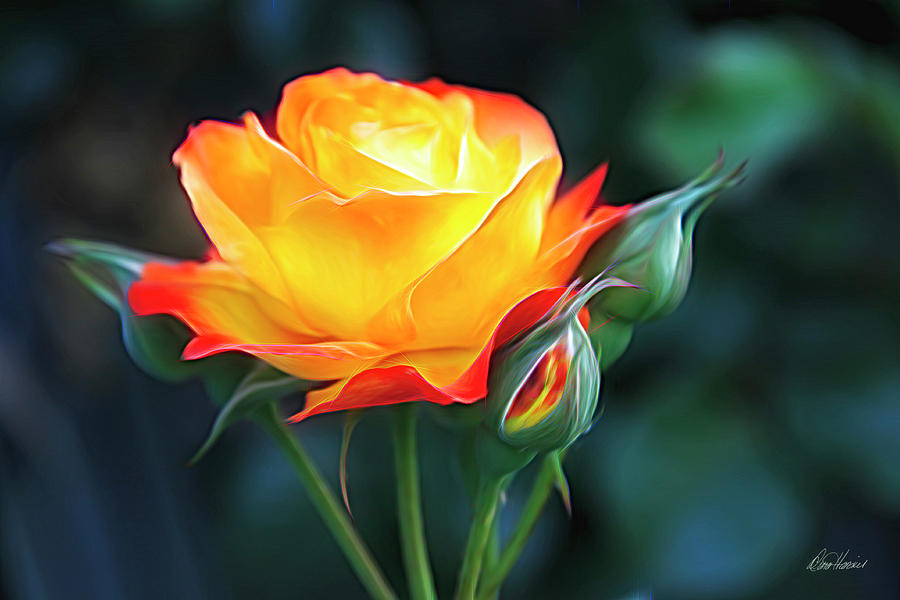 Orange And Yellow Rose Photograph by Diana Haronis