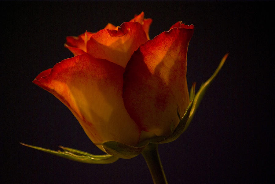 Flowers Still Life Photograph - Orange and Yellow Rose by Pixie Copley