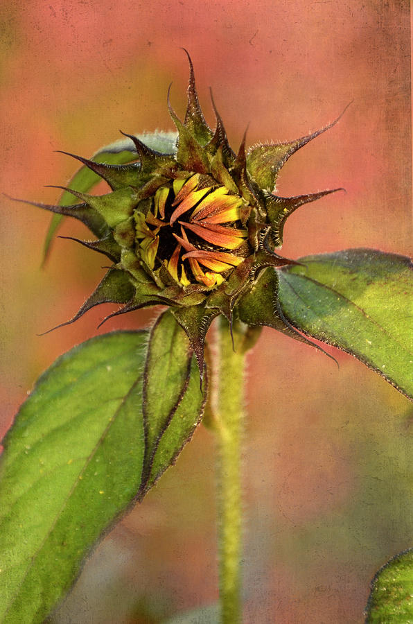 Orange and yellow Sunflower Photograph by Ann Bridges