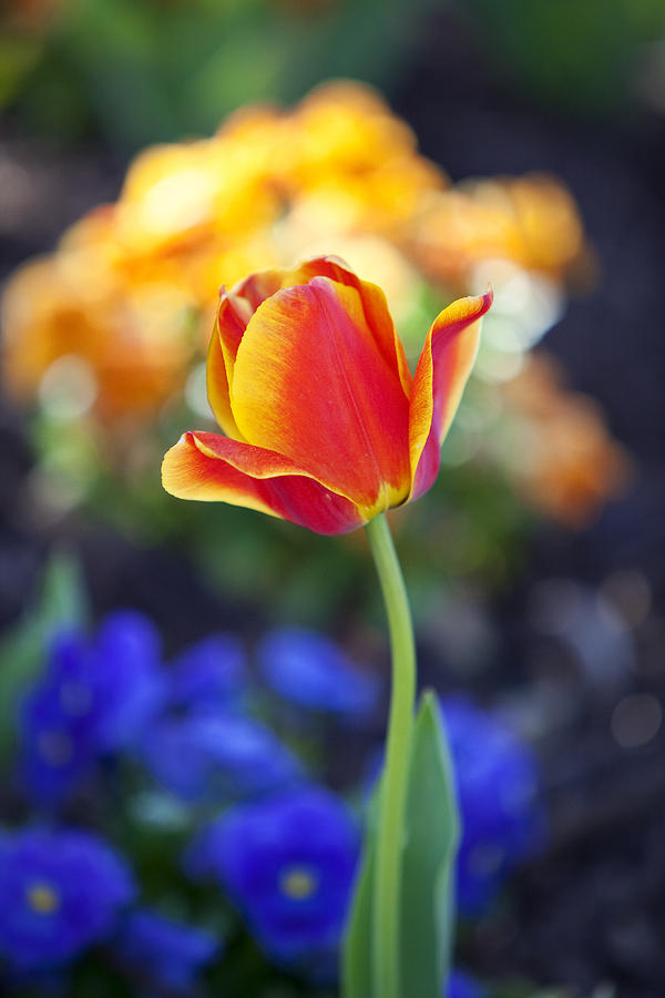 Orange And Yellow Tulip II Photograph