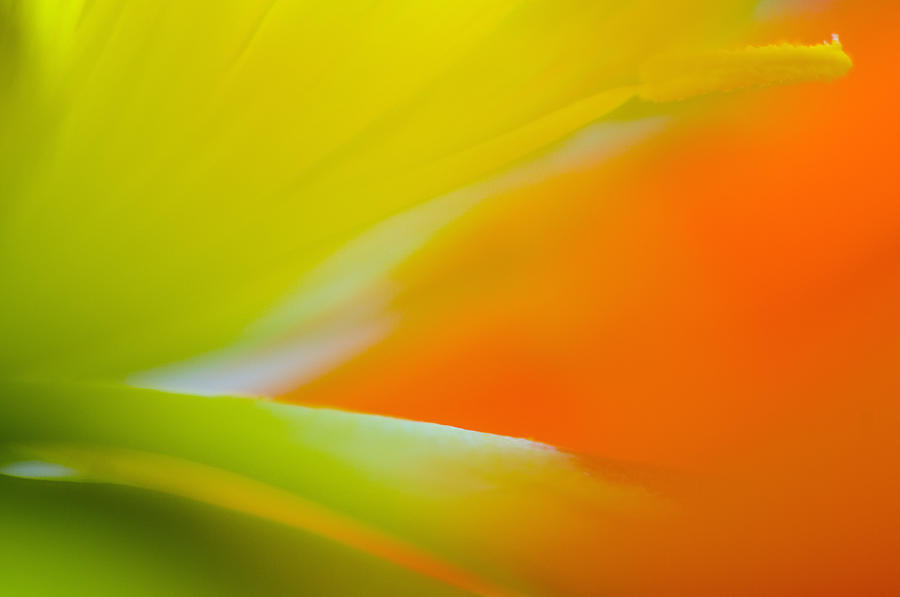 Orange And Yellow Tulip Photograph
