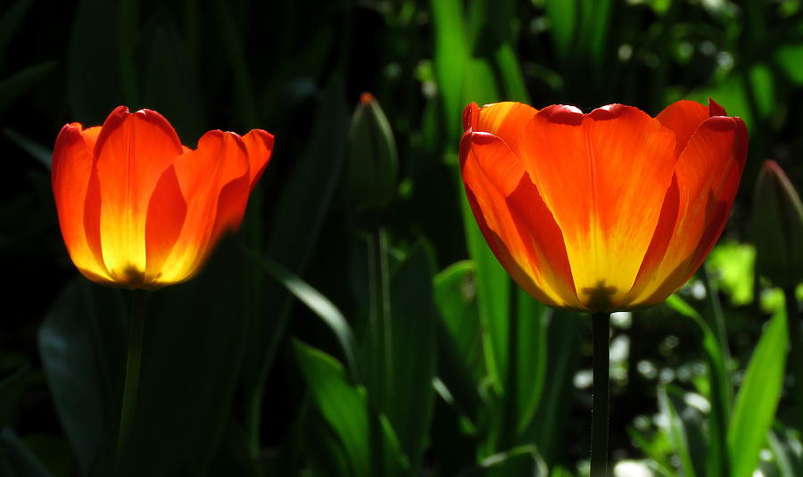 Orange and Yellow Tulips Photograph by John Topman