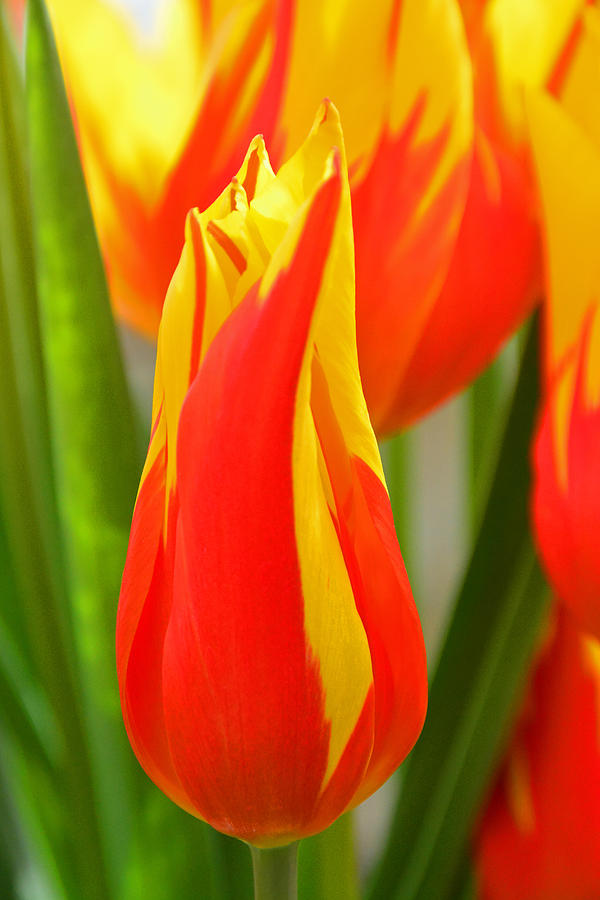Tulip Photograph - Orange and Yellow Tulips by Mike Martin