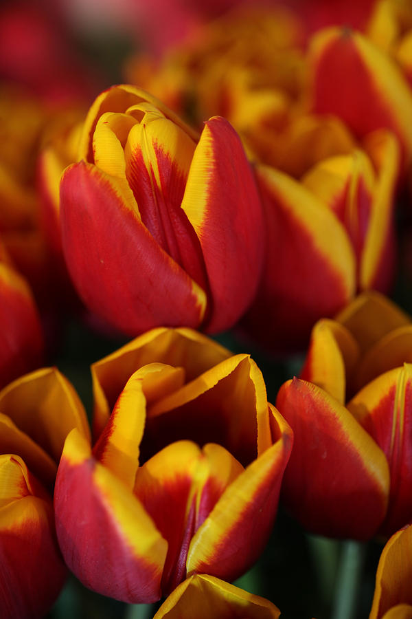 Orange and Yellow Tulips Photograph by Tammy Pool