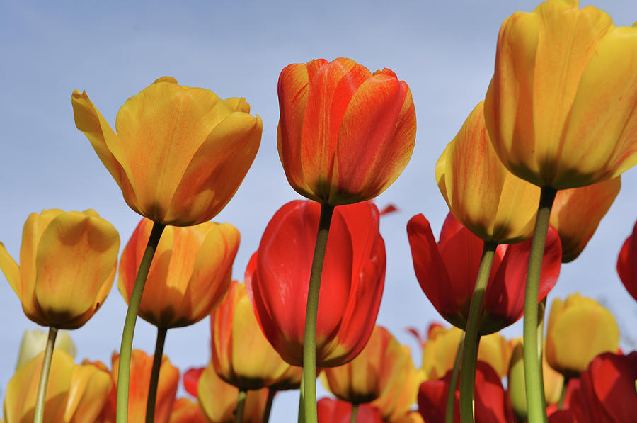 Summer Photograph - Orange and Yellow Tulips with Blue Sky by Brandon Bourdages