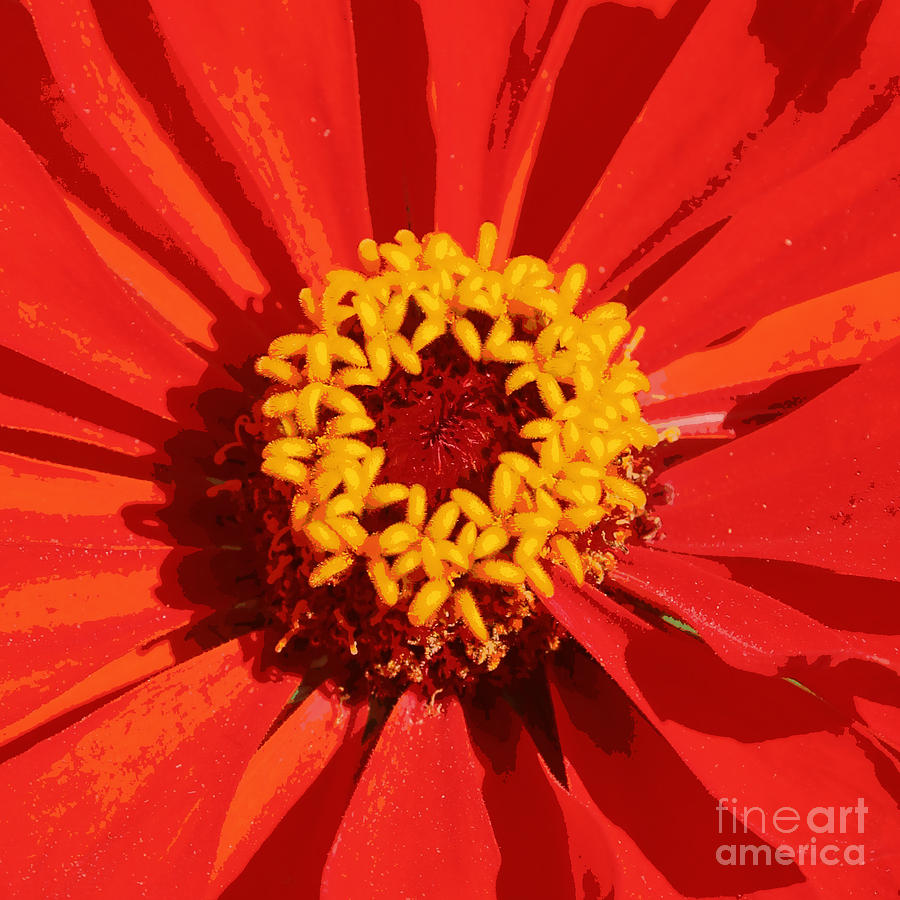 Orange and Yellow Zinnia Abstract Photograph by Carol Groenen